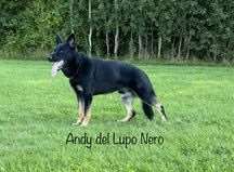 andy del lupo nero